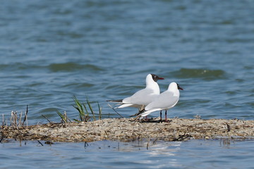 Gulls on the lake