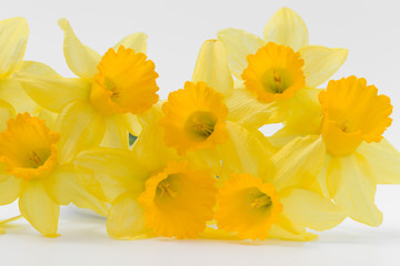 Naklejka na ściany i meble Beautiful spring yellow flowers daffodils on a white background