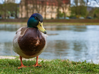 Mallard duck stying on the riverbank near the river.