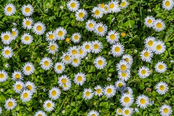 Field full of bloomed daises in bright sun. Detailed view at white and yellow blooming Common Daisy or Bellis perennis in their natural habitat.
