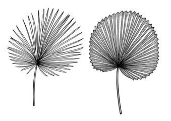 Palm leaf illustration, drawing, engraving, ink, line art, vector