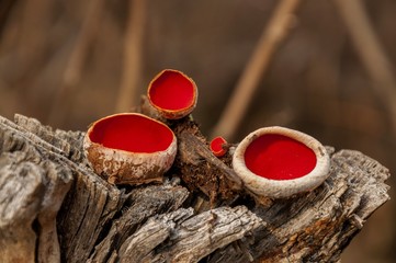Fungus on dead tree. Scarlet Elf Cup Fungi - Mushroom Sarcoscypha coccinea