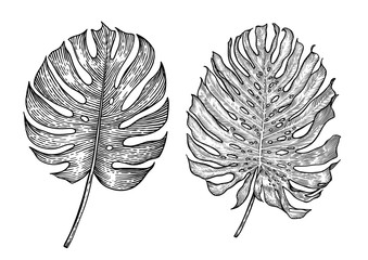 Monstera leaf illustration, drawing, engraving, ink, line art, vector © jenesesimre