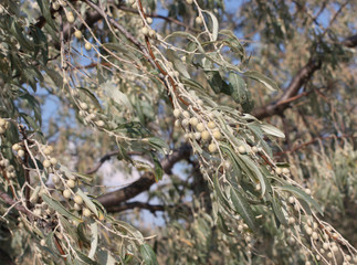 Fruits of American silverberry or Wolf-willow (Elaeagnus commutata)