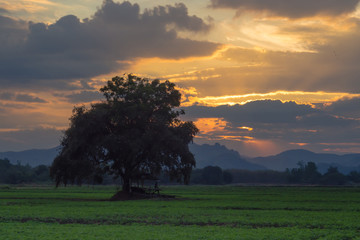 Landscape of sunset at peanut farm.