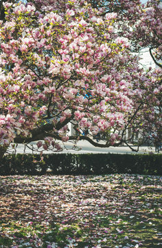 Blooming manolia tree and fallen petals on the ground in city park in Salzburg, Austria during springtime