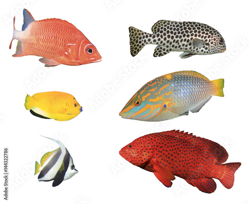 Reef Fish Isolated On White Background Squirrelfish Sweetlips