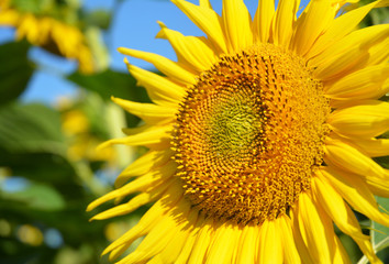 Close up on Isolated Sunflower with Copy Space. Helianthus or sunflower with sunflower field and blue sky.