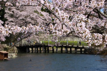Fototapeta na wymiar 彦根城の桜