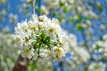 Closeup of white cherry blossoms