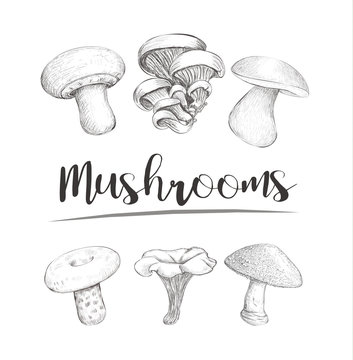 Mushrooms sketch vector hand illustration. Set mushrooms