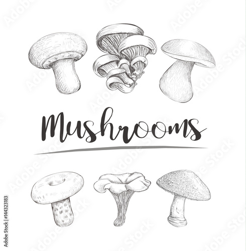 mushrooms sketch vector hand illustration set mushrooms fotolia com