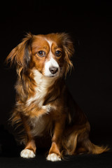 Fototapeta premium Portrait of a red-haired mongrel dog on a black background