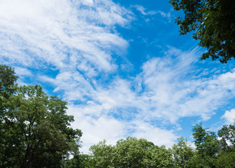 tree and blue sky background
