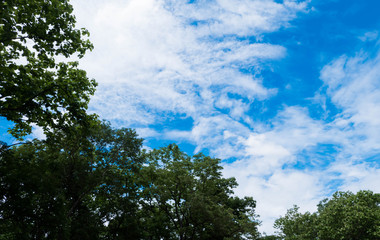 tree and blue sky background