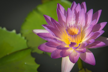 Beautiful lotus flower