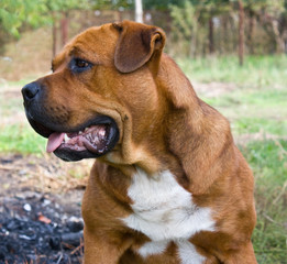 Portrait of a big dog.