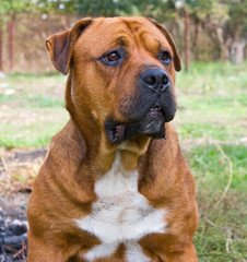 Portrait of a big dog.