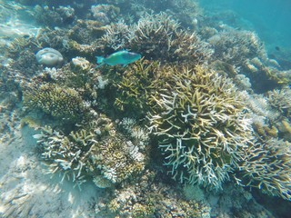 Colorful parrot fish among corals in the Maldives