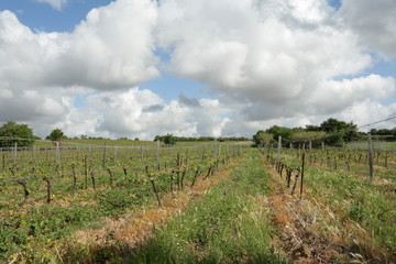 Vigne dans l'Hérault, Occitanie dans le sud de la France