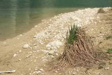 Grasbüschel am Ufer eines Sees am Tag bei Sonnenschein