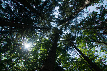 Trees in the mountains, Slovenia