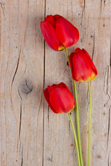 Fototapeta na wymiar Red tulips - spring flowers on wooden background