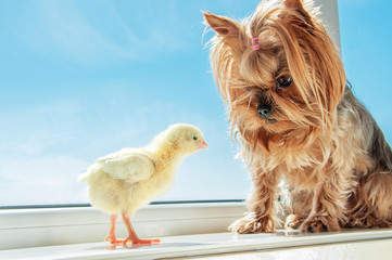 Yorkshire terrier with yellow chick