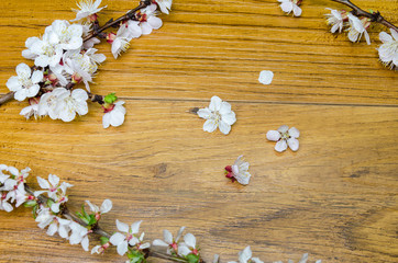 Peach blossom on old wooden background. Fruit flowers.