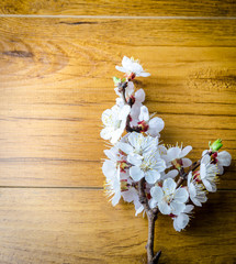 Peach blossom on old wooden background. Fruit flowers.