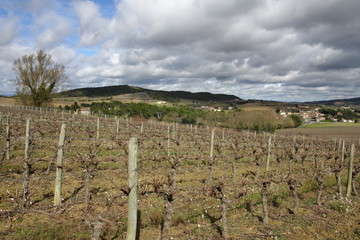 Fototapeta na wymiar Vigne dans le Limouxin, Aude, Occitanie dans le sud de la France
