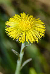 Tussilago farfara, commonly known as Coltsfoot