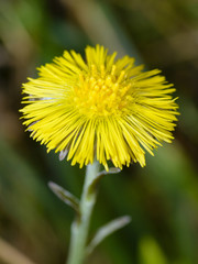 Tussilago farfara, commonly known as Coltsfoot
