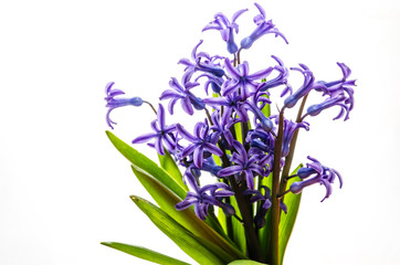 Naklejka premium Blue spring flowers with green leaves on a white background