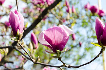 Obraz premium Beautiful purple magnolia flowers in the spring season on the magnolia tree. Blue sky background. Magnolia blossom.