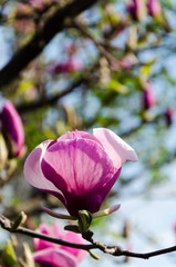 Beautiful purple magnolia flowers in the spring season on the magnolia tree. Blue sky background. Magnolia blossom.