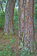 Obraz premium green forest in the spring