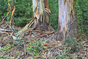 green forest in the spring