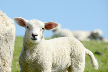 White Sheep lamb standing on pasture