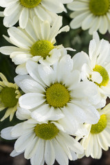 Dewdrops on petals of a daisy with white decorative leaves.
