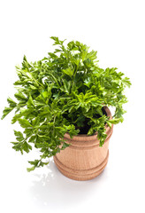 Fresh parsley isolated