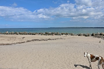 smanischer windhundsteht  am strand und schaut hoch zur kamera