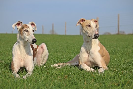 Galgos Bilder Durchsuchen 200 Archivfotos, und Videos