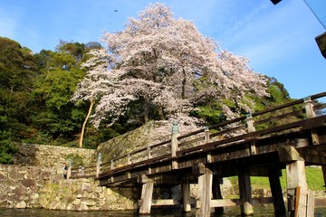 彦根城の桜
