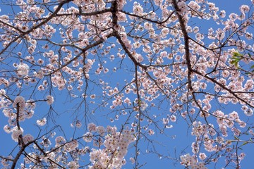 Japanese cherry blossoms under blue sky