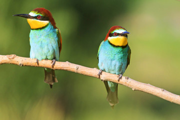 Fototapeta na wymiar pair of bee-eaters sitting on a branch in sunny day