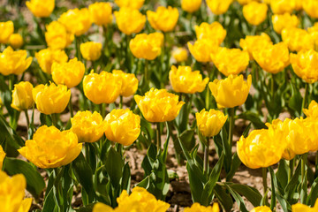 Obraz premium Tulips