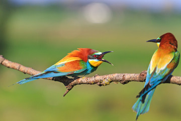 bee-eaters of paradise clarifies the relationship