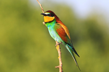 exotic bird sits on a vertical branch in the sun