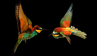 Fight two color exotic birds in flight on black background